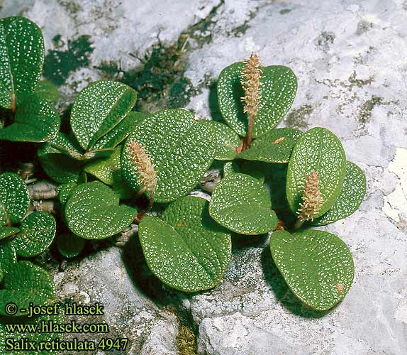 Salix reticulata Net-leaved Willow Verkkolehtipaju Verkkolehtinen paju