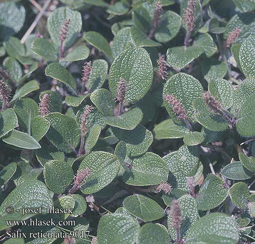 Salix reticulata Vŕba sieťkovaná Vrba síťnatá Nätvide