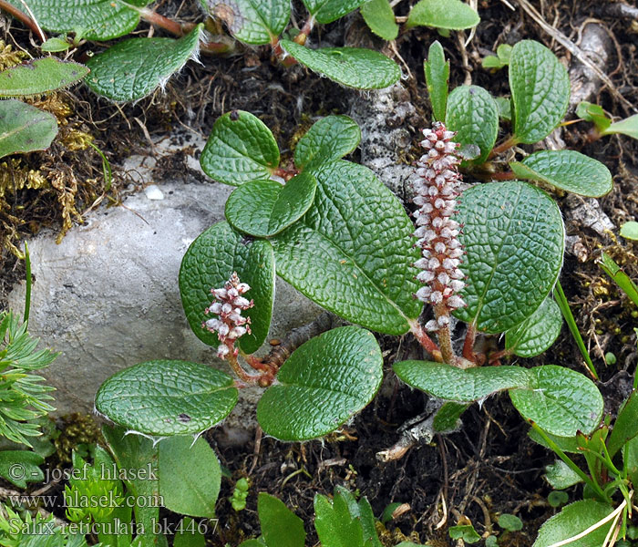 Salix reticulata Vrba síťnatá Rynkevier Ива сетчатая