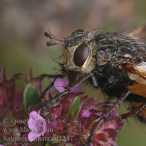 Salmacia ornata Kuklica voskovitá