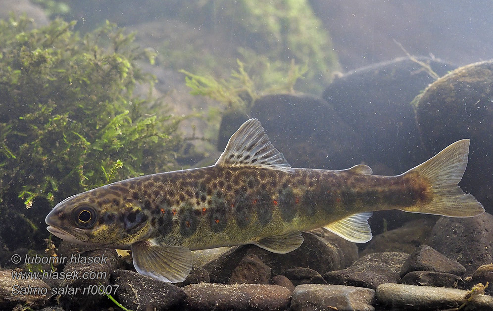 Salmo salar Losos obecný atlantský strdlice