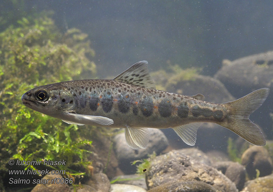 Salmo salar Atlantic salmon