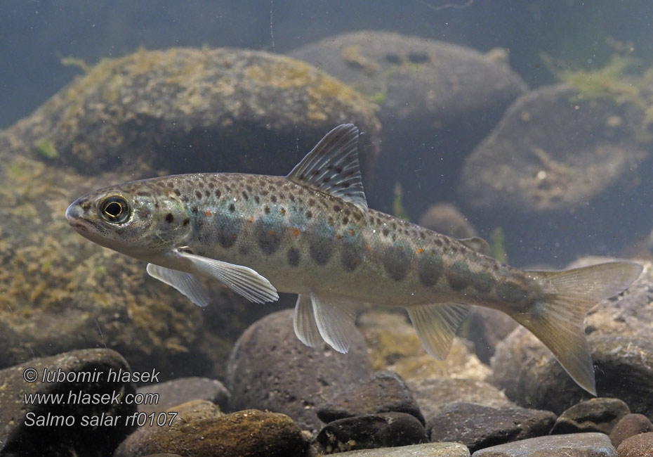 Salmo salar Losos obecný atlantský strdlice