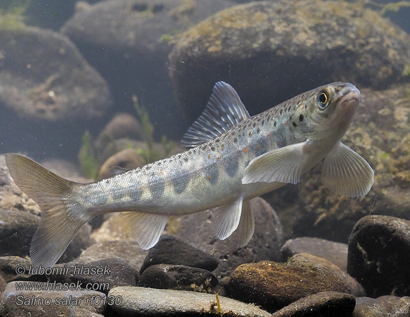 Salmo salar Atlantischer Lachs