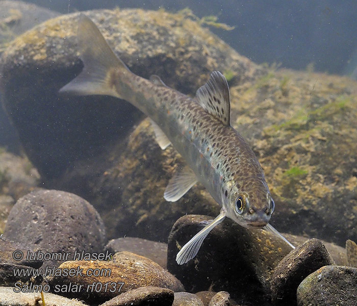 Salmo salar Łosoś szlachetny