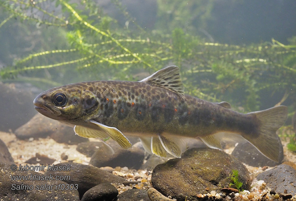 Salmo salar 大西洋鮭 Laks Salmón Atlántico Atlantik sombalığ