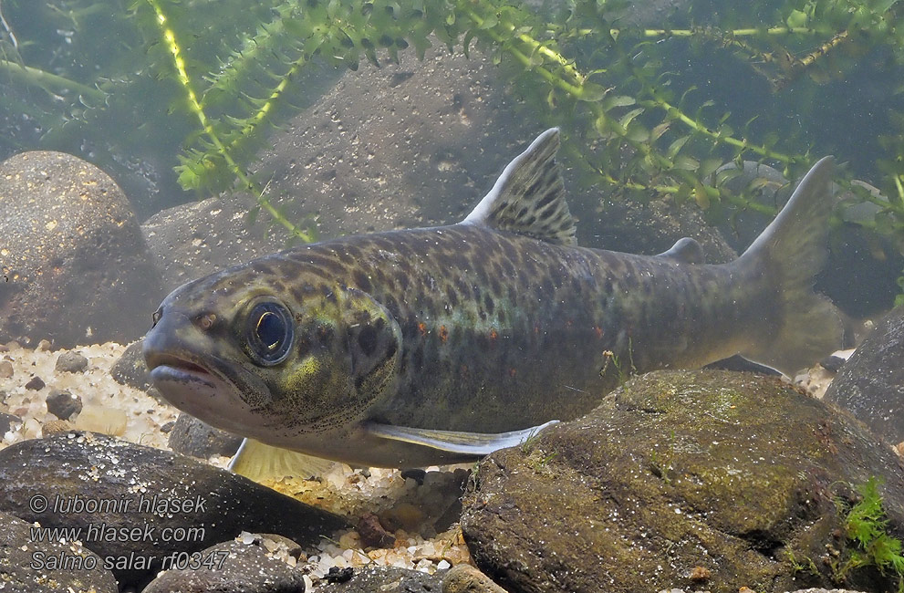 Salmo salar Salmón Atlántico Atlantik sombalığ