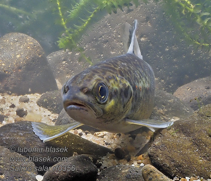 Salmo salar Atlantik sombalığ