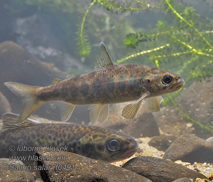 Atlantic salmon Salmo salar