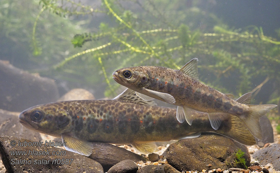 Strdlice Losos Salmo salar