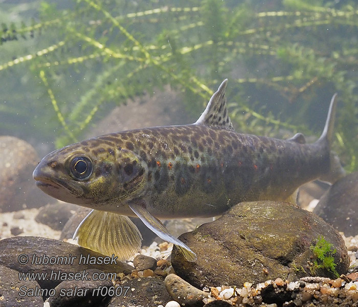 Łosoś szlachetny Salmo salar