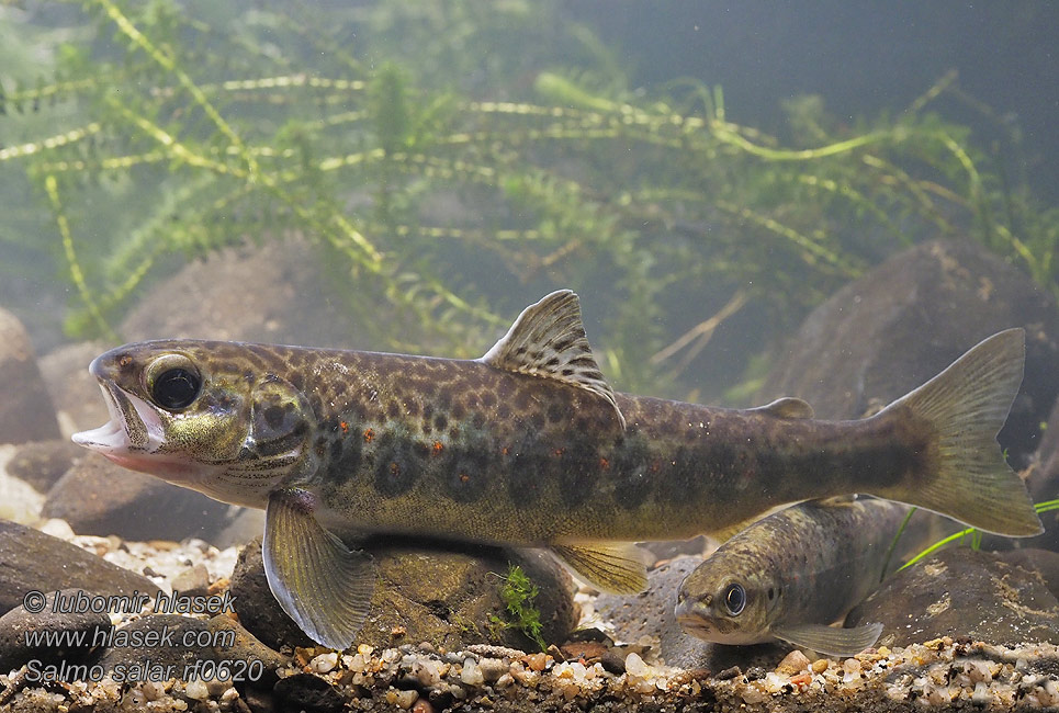 Атлантический лосось Salmo salar