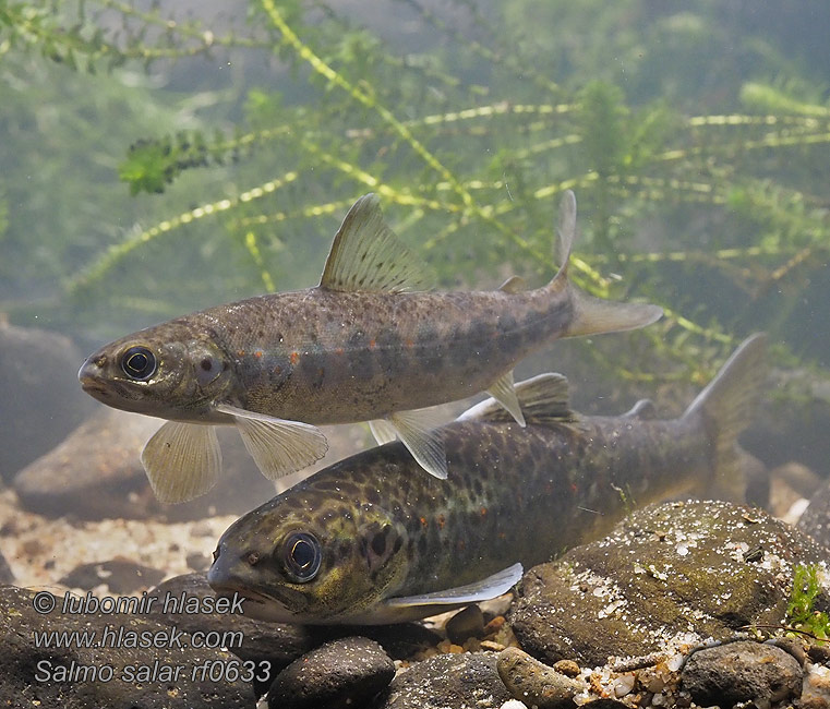 Atlantische zalm Salmo salar