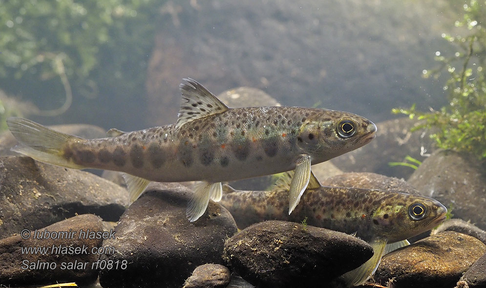 Atlantik sombalığ Salmo salar