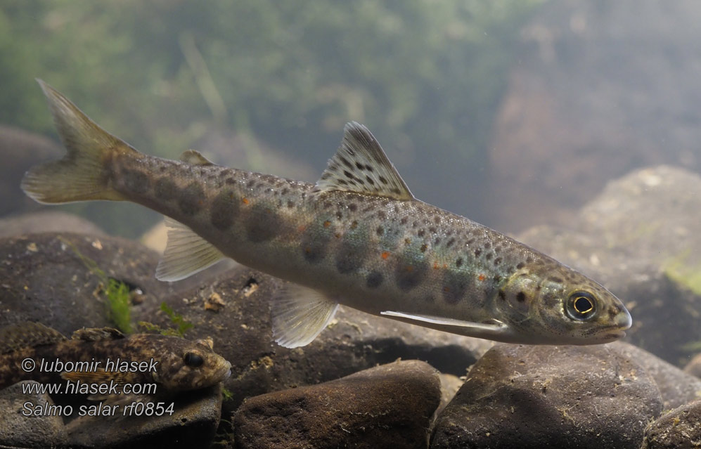 Salmo salar