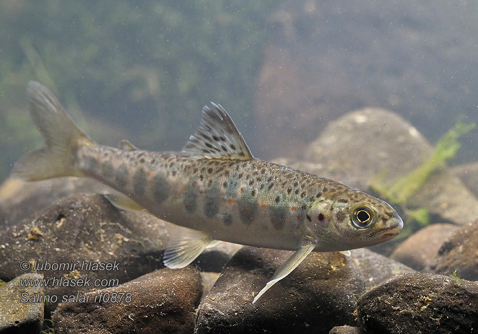 Salmo salar