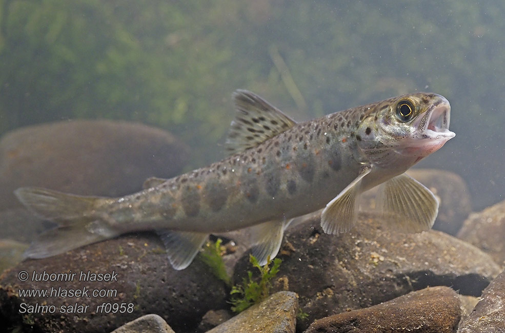 Salmo salar Losos obecný atlantský strdlice