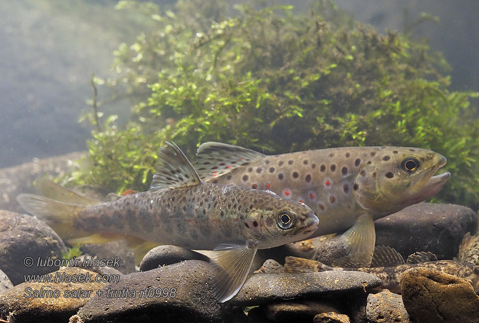 Salmo salar Losos obecný atlantský strdlice