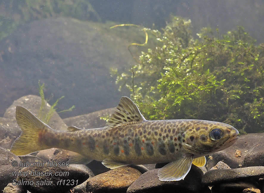 Losos obecný atlantský Salmo salar