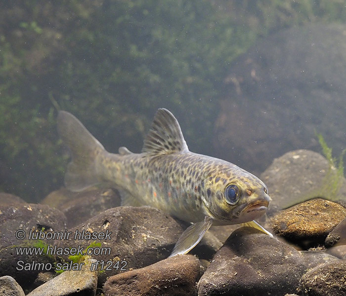 Losos obecný atlantský strdlice Salmo salar