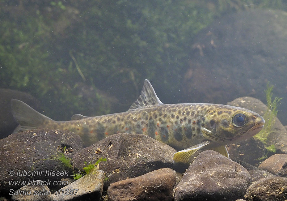 Salmo salar Losos obecný atlantský strdlice