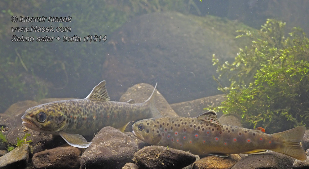 Salmo salar Losos obecný atlantský strdlice