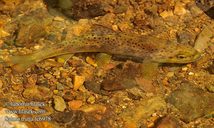 Salmo trutta fc6978