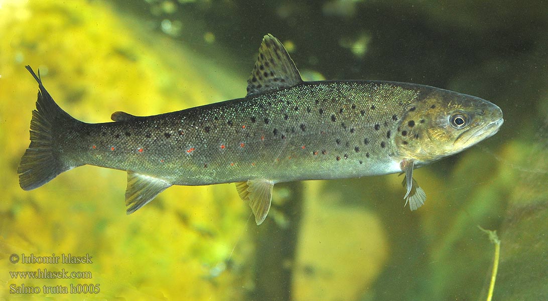 Salmo trutta h0005