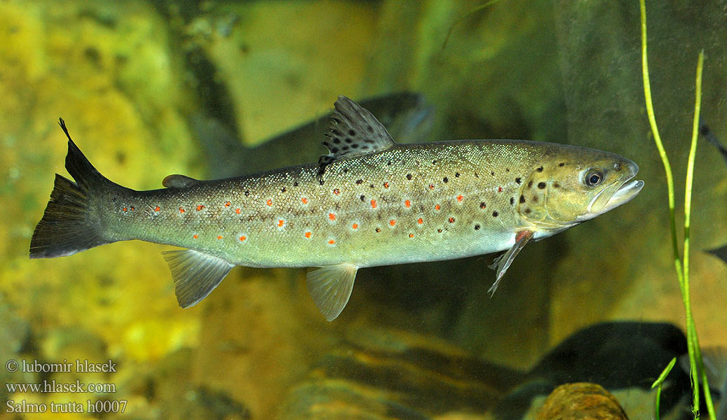 Salmo trutta h0007