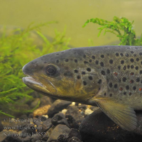 Brown trout Truita comuna Pstruh obecný potoční