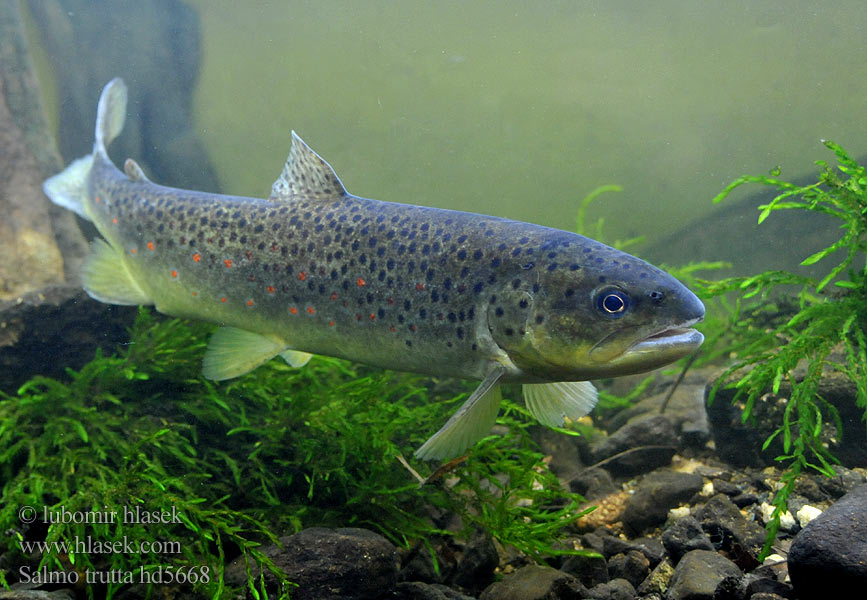 Salmo trutta hd5668