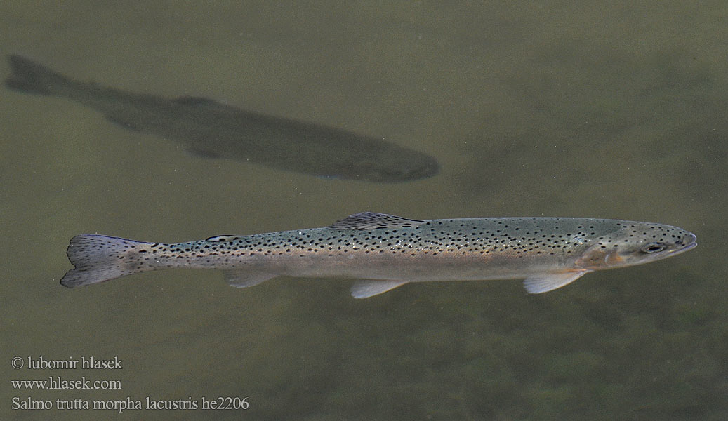 Salmo trutta lacustris Brown trout Truita comuna Pstruh obecný