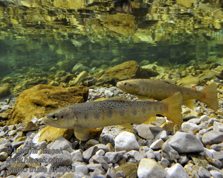 Salmo trutta fario