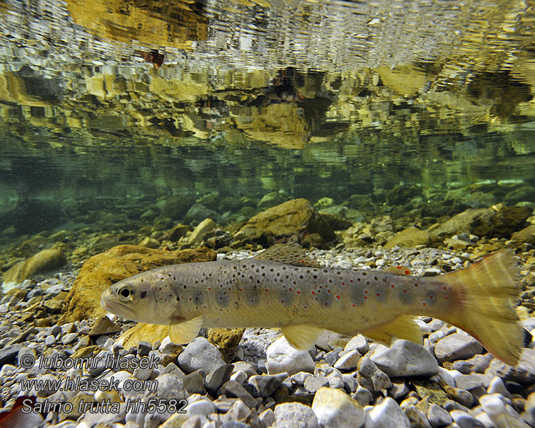 Salmo trutta fario Brown trout