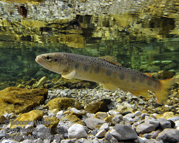 Salmo trutta fario Truita comuna