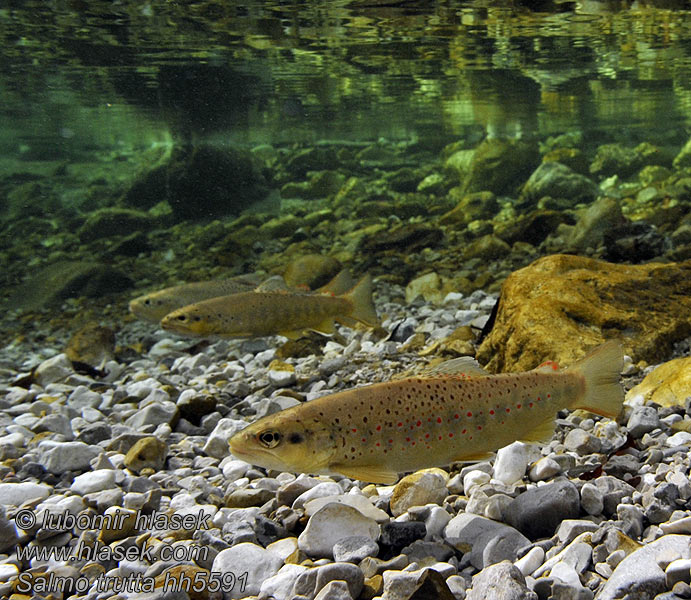 Salmo trutta fario Pstruh obecný potoční