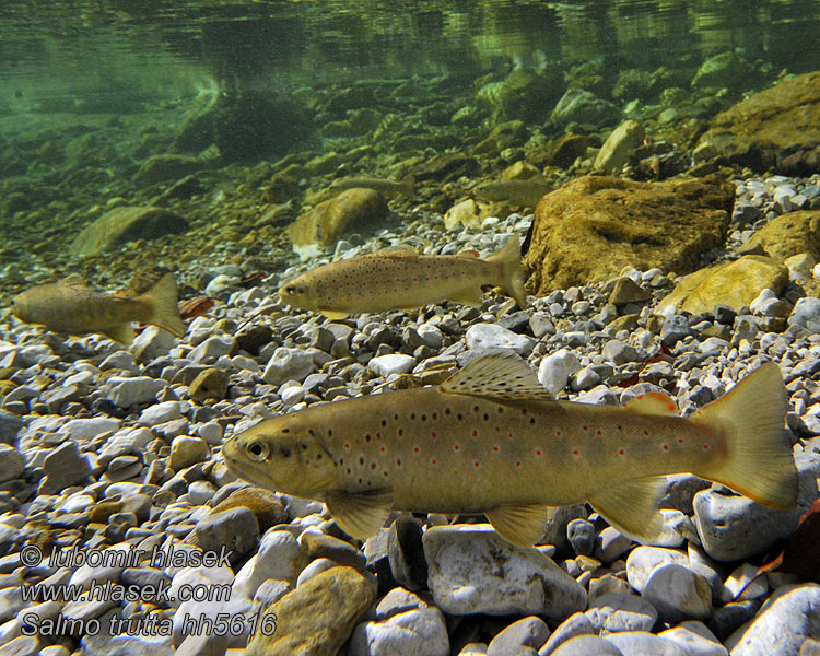 Salmo trutta fario Ørred