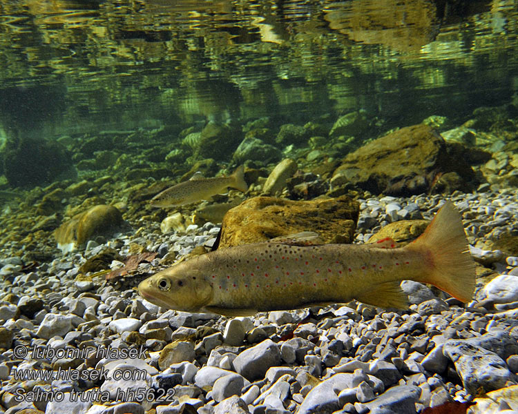 Salmo trutta fario Trucha común europea