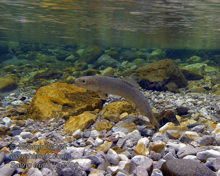 Salmo trutta fario Truite commune