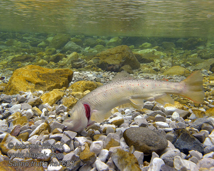 Salmo trutta fario Potočna pastrva