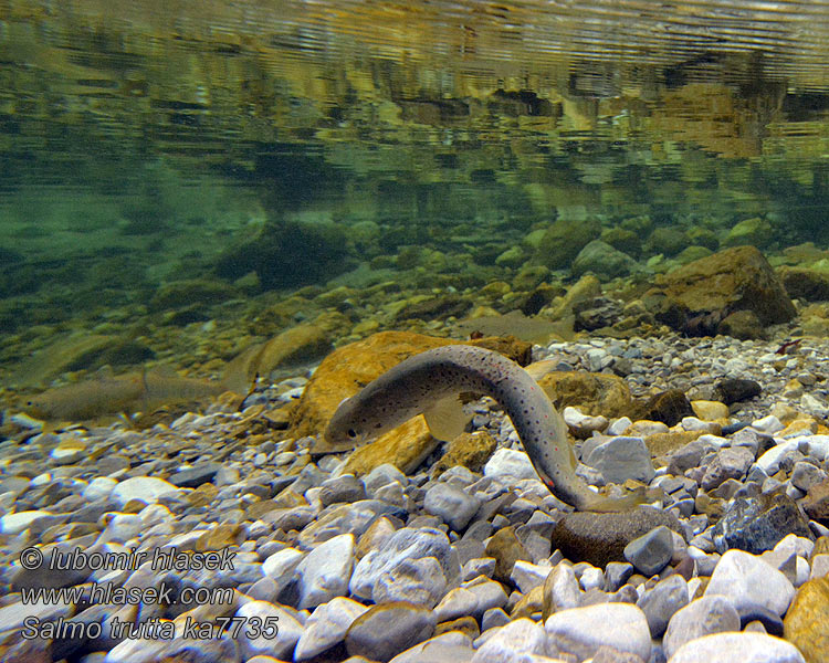 Salmo trutta fario Urriði