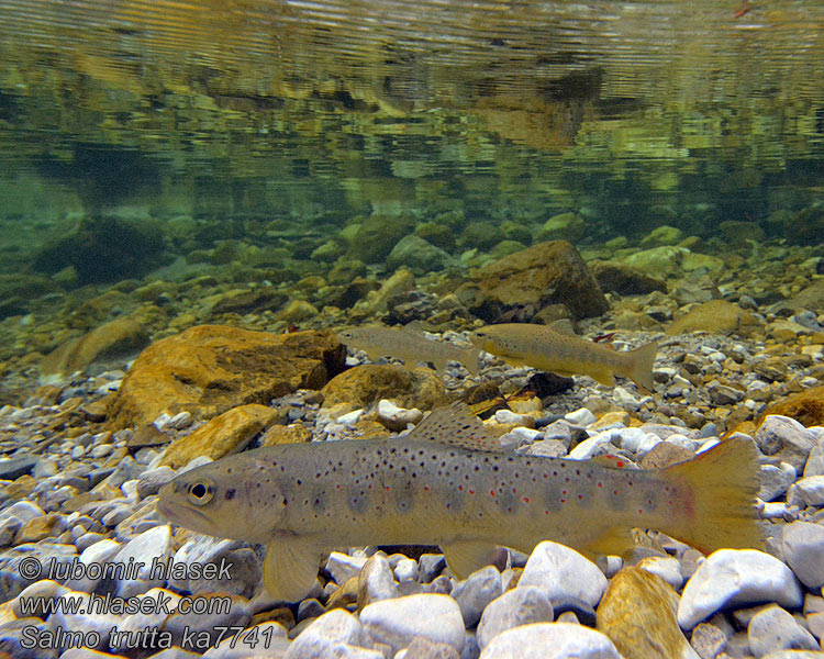 Salmo trutta fario Trota