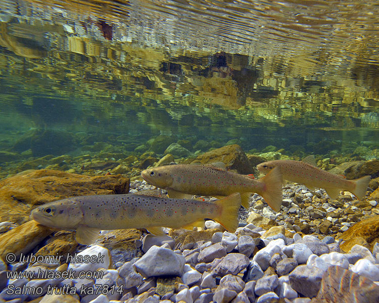 Salmo trutta fario Upėtakis