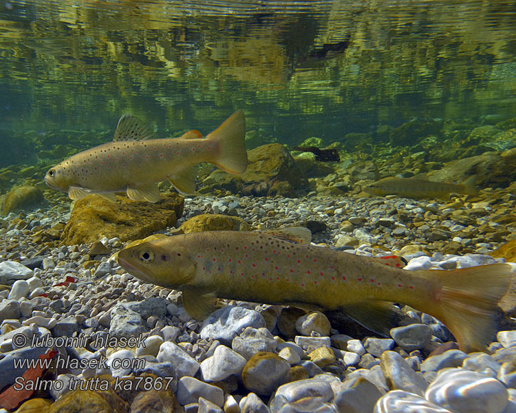 Salmo trutta fario Sebes pisztráng