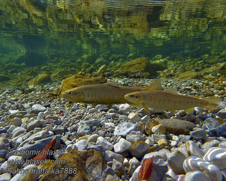 Salmo trutta fario ブラウントラウト