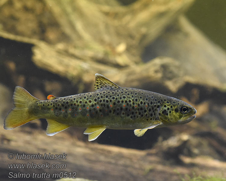 Salmo trutta fario Ørret