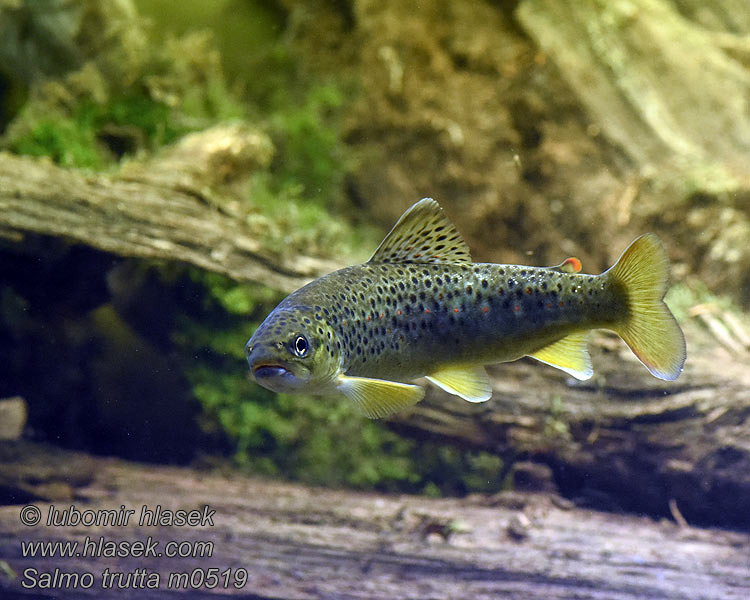 Salmo trutta fario Aure