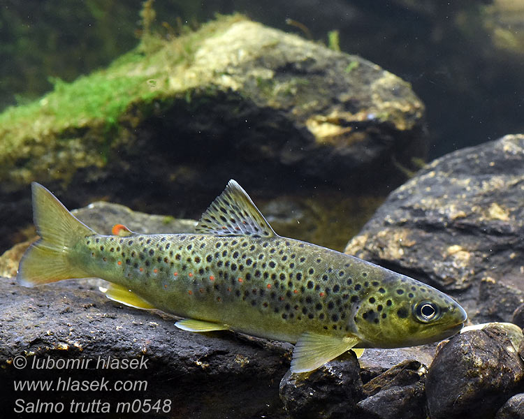 Salmo trutta fario Pstrąg potokowy