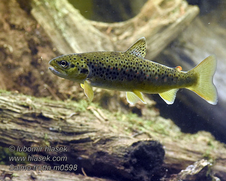 Salmo trutta fario Кумжа