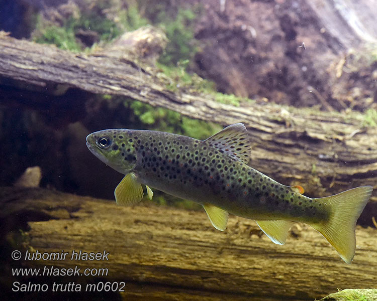 Salmo trutta fario Potočna postrv